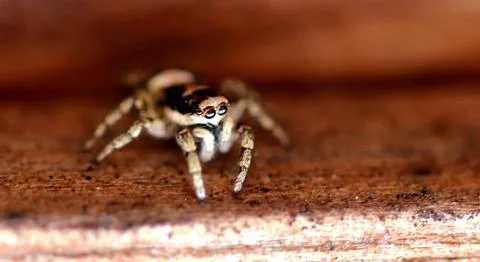 Spider on a plank Stock Photos