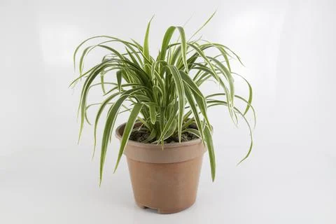 Spider plant in a brown pot over a white background Stock Photos
