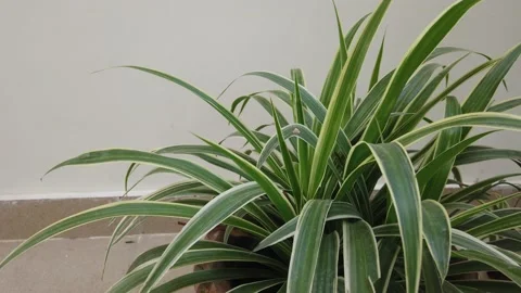 Spider Plant Stock Footage 167997666