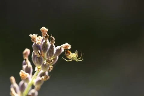 Spider on plant Stock Photos