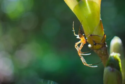 Spider on a plant Stock Photos