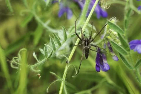 A spider on a plant Stockfoto's