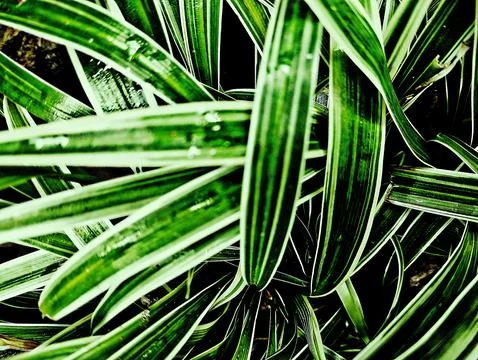 Spider Plant Stock Photos