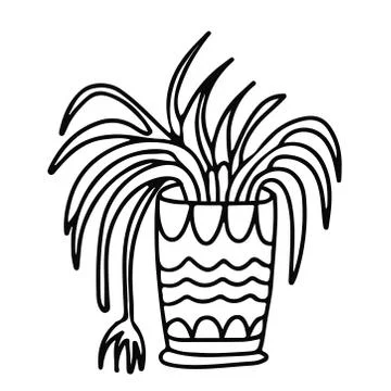 Spider plant in a pot doodle. Stock Illustration