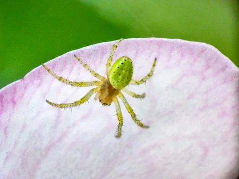 Spider on Plants - Close up Stock Photos