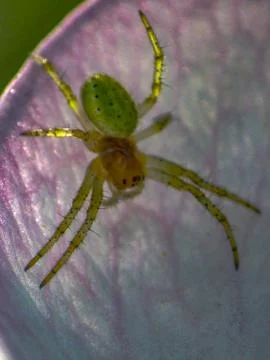Spider on Plants - Close up Stock Photos