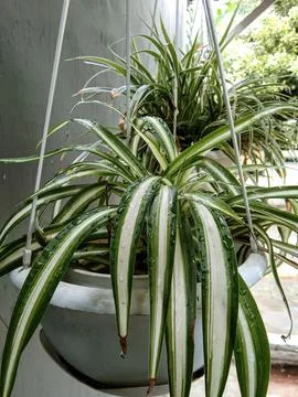 Spider Plants Stock Photos