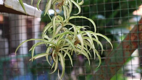 Spider plants Stock Photos