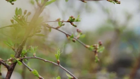 Spider Plays the Web Stock Footage 85186710