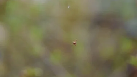 Spider Plays the Web. Macro Stock Footage 85178511