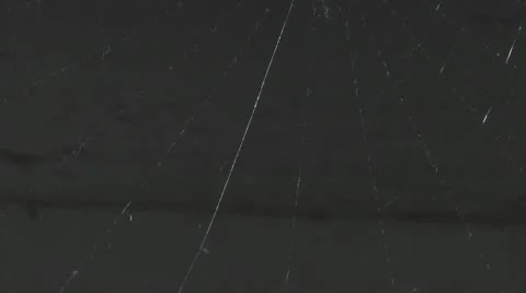 Spider please weave me a web. Stock Footage 10572568