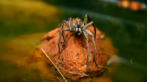 Spider in a pond - movement Stock Footage 147071182