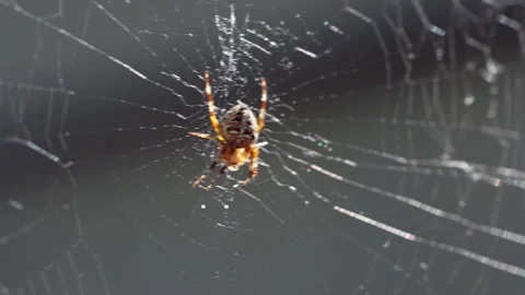 The spider is positioned in the center of its web. Stock Footage 318583058