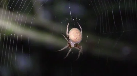 Spider pounces on bug in web at night Stock Footage 66302159