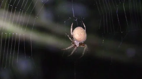 Spider pounces on bug in web at night Stock Footage 66307164