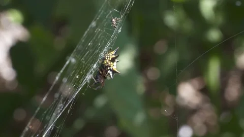 Spider pounces on its prey Stock Footage 85389768