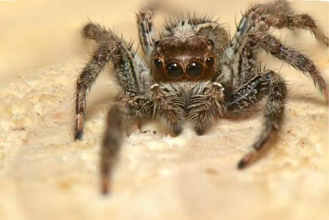 Spider predatory insect Stock Photos