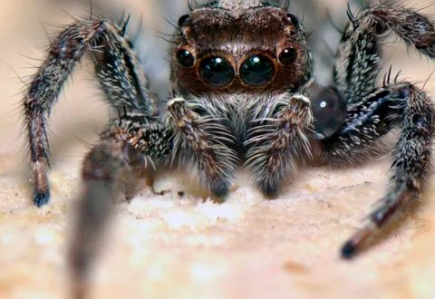 Spider predatory insect Stock Photos