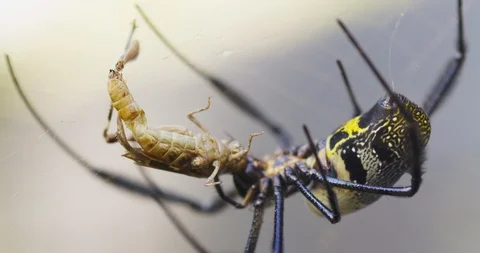 Spider preparing to eat its prey Video stock 109368430
