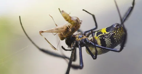 Spider preparing to eat its prey Stock Footage 109371934