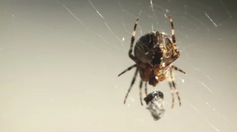 Spider preparing it's prey. Stock Footage 45496433