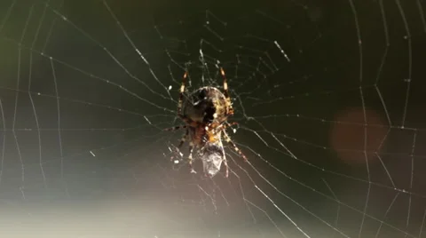 Spider preparing it's prey. Stock Footage 45497011