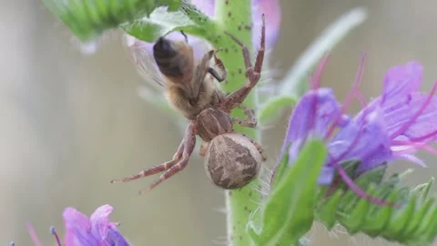 Spider with prey 2 Video stock 250186529