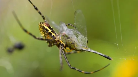 Spider prey on the adjacent fiber web. Stock Footage 49932166