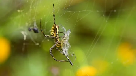 Spider prey on the adjacent fiber web. Stock Footage 49932174