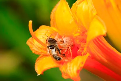 The spider prey on bees Stock Photos