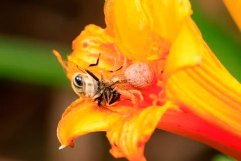 The spider prey on bees Stock Photos
