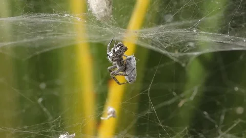 Spider with prey, close up Stock Footage 205347989