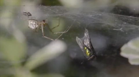Spider with prey fly Stock Footage 67483121
