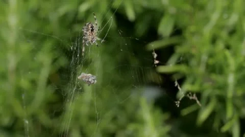 Spider with prey Видео 11955717