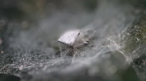 Spider Prey Stock Footage 45623214