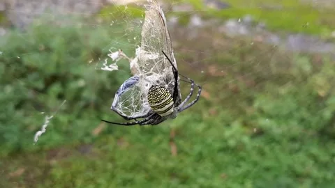 Spider with Prey Video stock 237757120