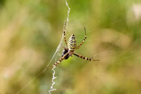 Spider with prey Stock Photos