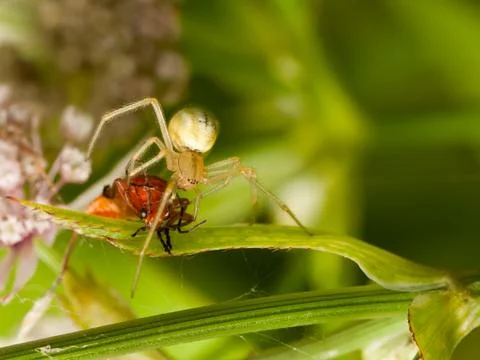 Spider with prey Stock Photos