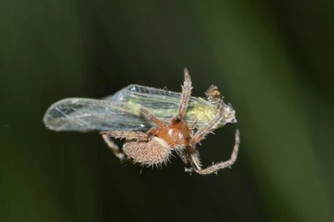 Spider with prey. Stock Photos