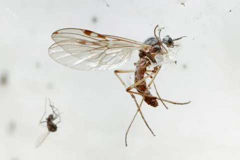 Spider prey. Stock Photos