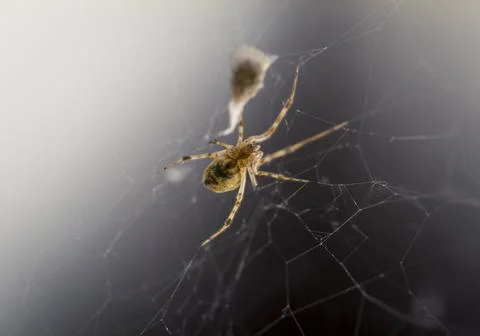 Spider with a Prey Stock Photos