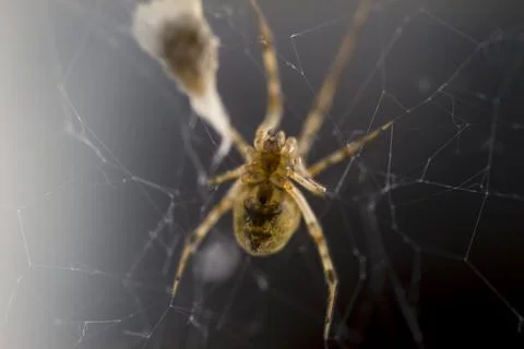 Spider with a Prey Stock Photos