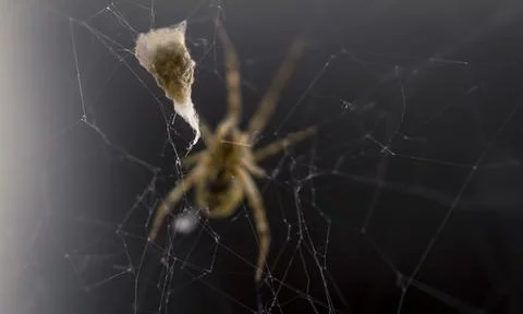 Spider with a Prey Stock Photos