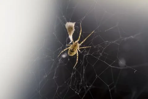 Spider with a Prey Stock Photos