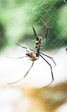 Spider with prey Stock Photos