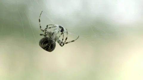 Spider with prey (Slow-Motion and Audio) Stock Footage 81620037