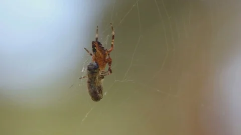 Spider with prey in the web Stock Footage 83680906