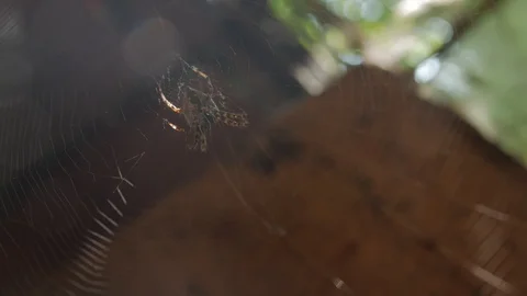 Spider Prey On The Web Stock Footage 119287200