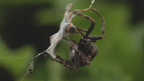 Spider with prey in the web Stock Footage 136297213
