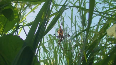Spider with Prey in the Web Stock Footage 314851458